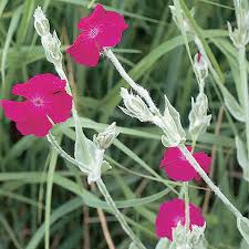 Image result for Lychnis coronaria