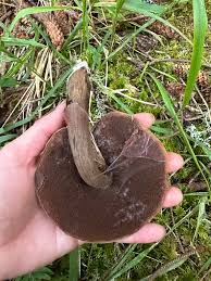 Attēlu rezultāti vaicājumam “Porphyrellus porphyrosporus”