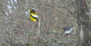 Image result for Hesperiphona vespertina