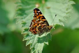 Attēlu rezultāti vaicājumam “Araschnia levana upperside”