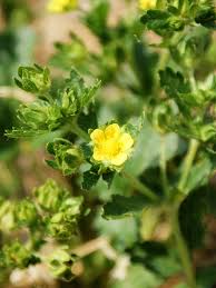 Attēlu rezultāti vaicājumam “Potentilla norvegica flower”