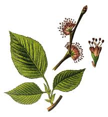 Attēlu rezultāti vaicājumam “Ulmus minor”