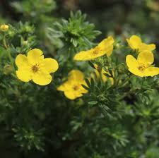 Attēlu rezultāti vaicājumam “Potentilla”