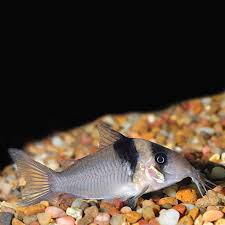 Image result for fish corydoras