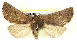 Attēlu rezultāti vaicājumam “Drepanidae”