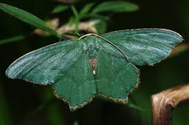 Attēlu rezultāti vaicājumam “Hemithea aestivaria”