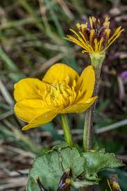 Attēlu rezultāti vaicājumam “Caltha palustris leaf”