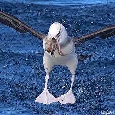 Image result for Thalassarche melanophris