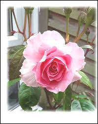 Image result for Calstock Smbc