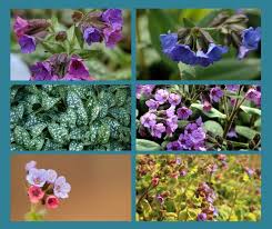 Image result for Pulmonaria officinalis