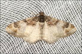 Attēlu rezultāti vaicājumam “Catarhoe cuculata”