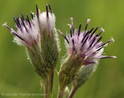 Attēlu rezultāti vaicājumam “Saussurea esthonica flower”