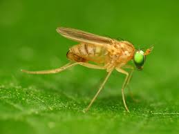 Attēlu rezultāti vaicājumam “Dolichopodidae”