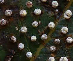 Attēlu rezultāti vaicājumam “Physarum bryocorticola macro”