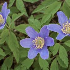 Attēlu rezultāti vaicājumam “Anemone x lipsiensis flower”