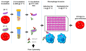 Image result for Autopheresis C