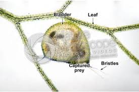 Attēlu rezultāti vaicājumam “Utricularia vulgaris leaf”