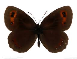 Attēlu rezultāti vaicājumam “Erebia aethiops upperside”