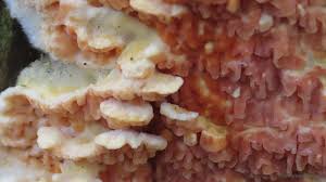 Attēlu rezultāti vaicājumam “Leucogyrophana mollusca”