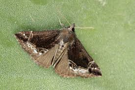 Attēlu rezultāti vaicājumam “Hypena crassalis”