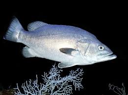 Image result for Polyprion americanus