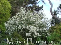 Attēlu rezultāti vaicājumam “Exochorda giraldii var. wilsonii”