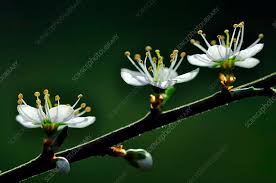 Attēlu rezultāti vaicājumam “Prunus spinosa”