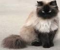 Himalayan Cat = Persian+Siamese | Cat Breeds And Types Of Cats