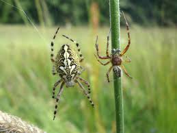 Attēlu rezultāti vaicājumam “Aculepeira ceropegia”