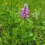 Attēlu rezultāti vaicājumam “Orchis militaris leaf”