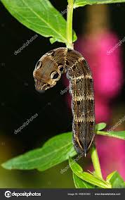 Attēlu rezultāti vaicājumam “Deilephila elpenor larva”