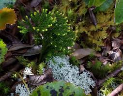 Attēlu rezultāti vaicājumam “Lycopodiaceae”