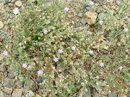 Attēlu rezultāti vaicājumam “Spergularia rubra leaf”