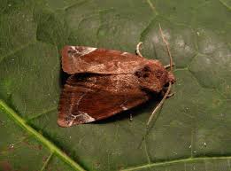 Attēlu rezultāti vaicājumam “Cosmia pyralina”