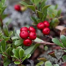 Attēlu rezultāti vaicājumam “Carex sylvatica fruit”