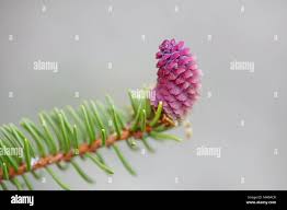 Attēlu rezultāti vaicājumam “Picea abies female flower”