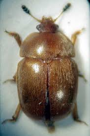 Attēlu rezultāti vaicājumam “Cychramus variegatus”