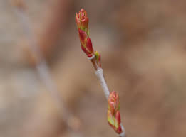 Attēlu rezultāti vaicājumam “Aronia melanocarpa bud”