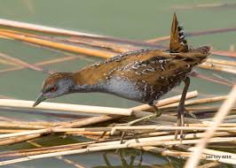 Image result for Porzana pusilla