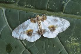 Attēlu rezultāti vaicājumam “Abraxas sylvata larva”