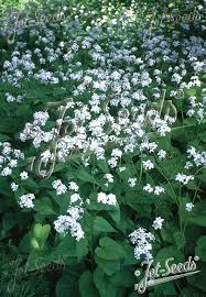 Attēlu rezultāti vaicājumam “Lunaria rediviva bud”