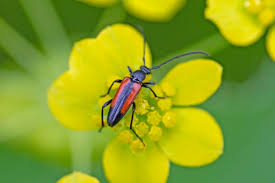Attēlu rezultāti vaicājumam “Stenurella melanura”