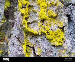 Attēlu rezultāti vaicājumam “Chrysothrix candelaris”