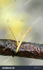 Attēlu rezultāti vaicājumam “Macrotyphula fistulosa var. contorta”