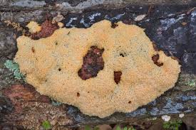 Attēlu rezultāti vaicājumam “Fuligo septica var. rosea”