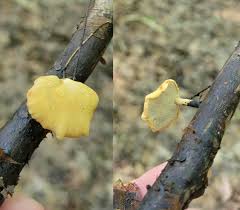 Attēlu rezultāti vaicājumam “Polyporus varius”