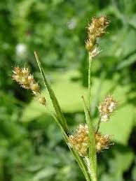 Attēlu rezultāti vaicājumam “Luzula multiflora fruit”