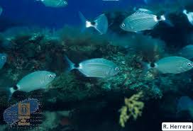 Image result for Oblada melanurus