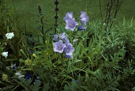 Image result for Campanula persicifolia