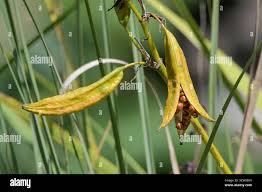 Attēlu rezultāti vaicājumam “Iris pseudacorus fruit”